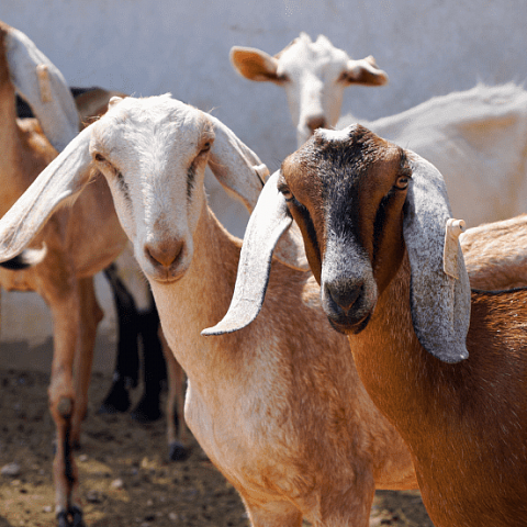 Система кормления дойных коз «Капра»